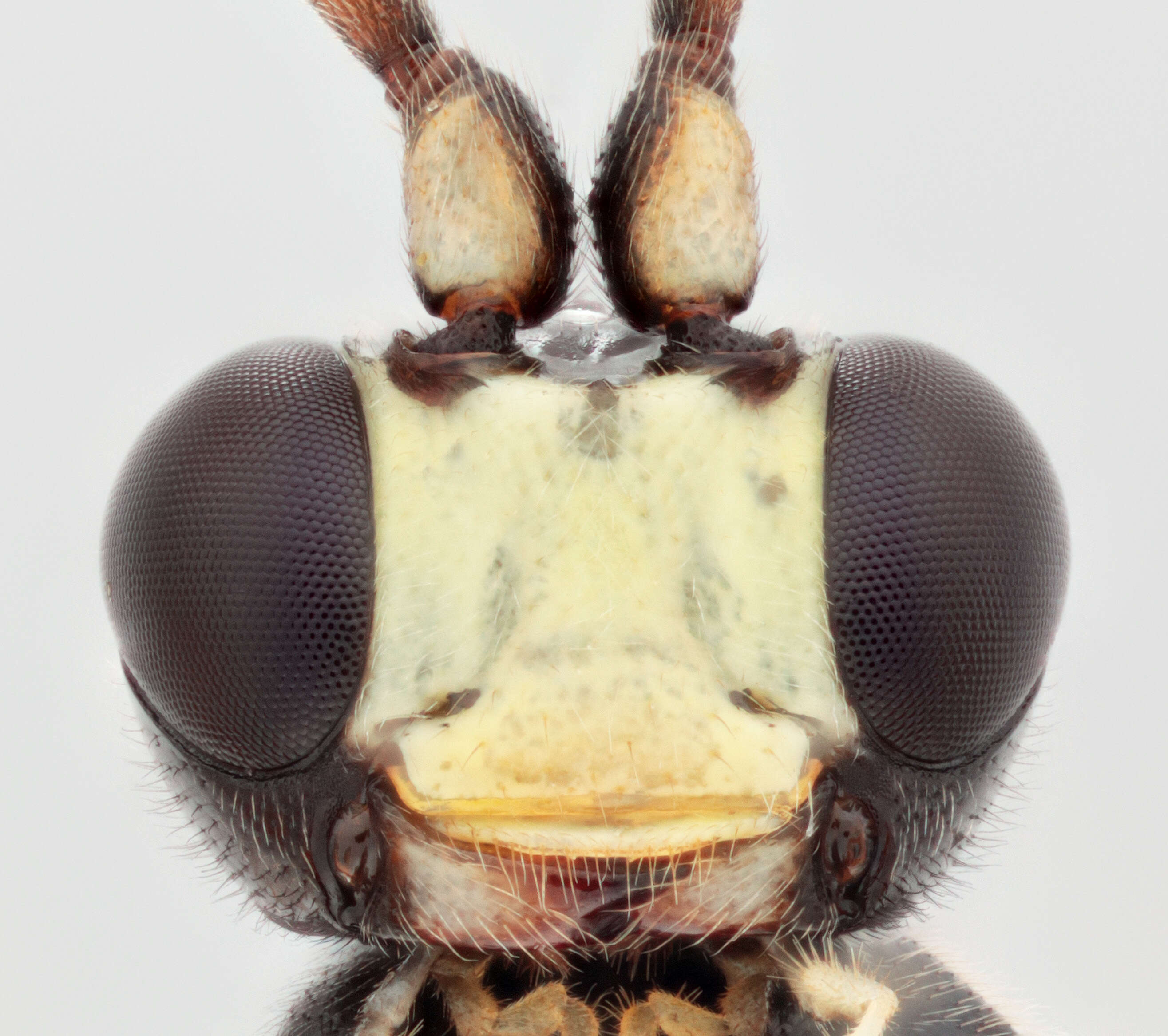 Image of Cratichneumon culex (Muller 1776)