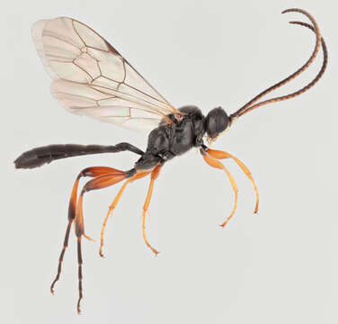 Image of Cratichneumon culex (Muller 1776)