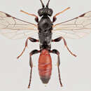 Barichneumon derogator (Wesmael 1845) resmi