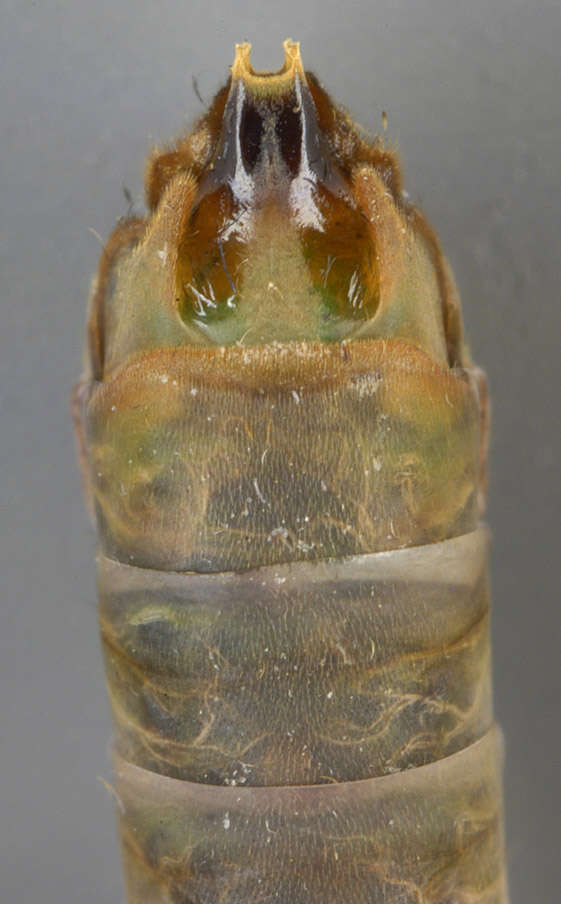 Image of Phryganea (Phryganea) grandis Linnaeus 1758