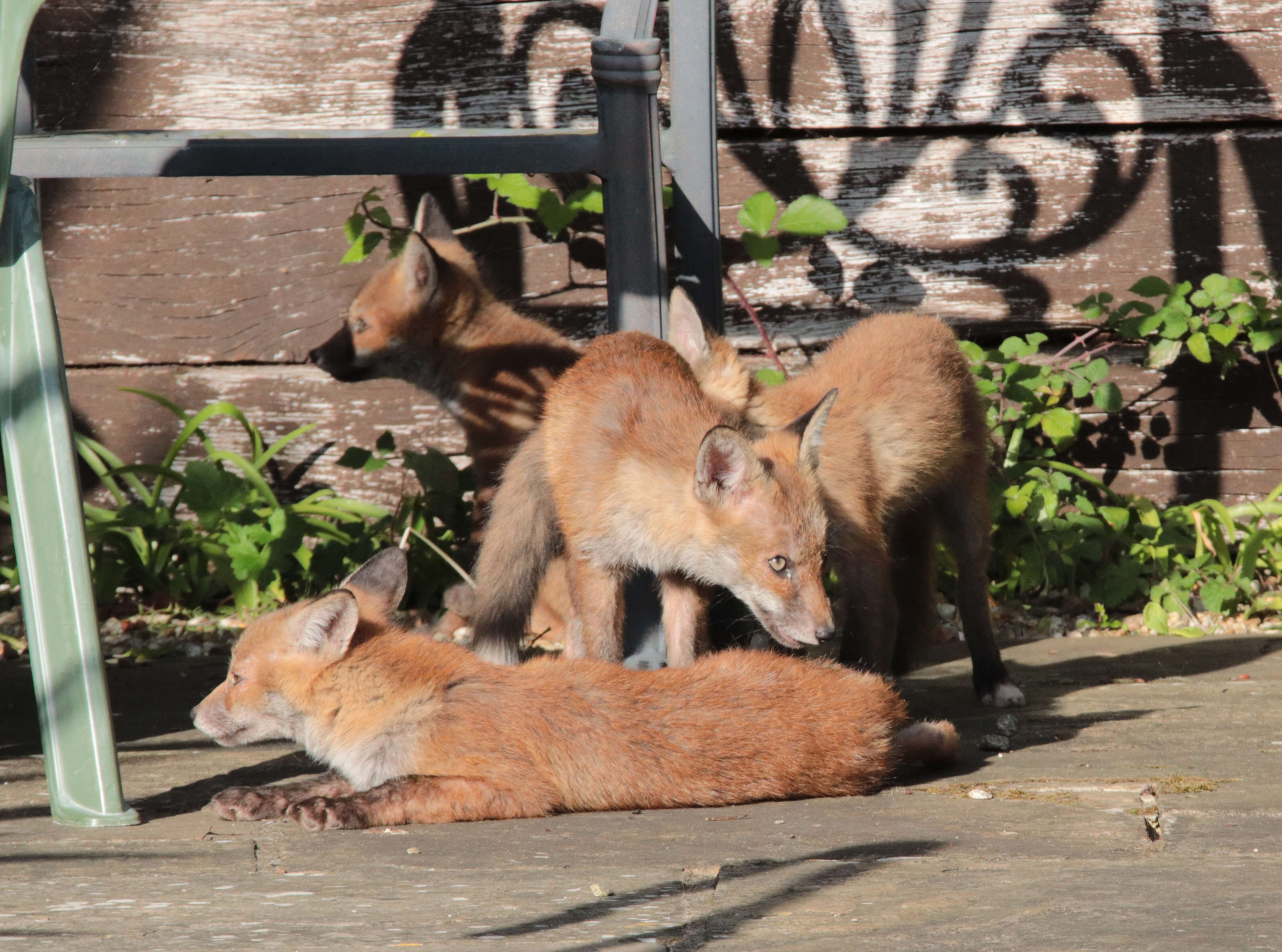 Image of Foxes