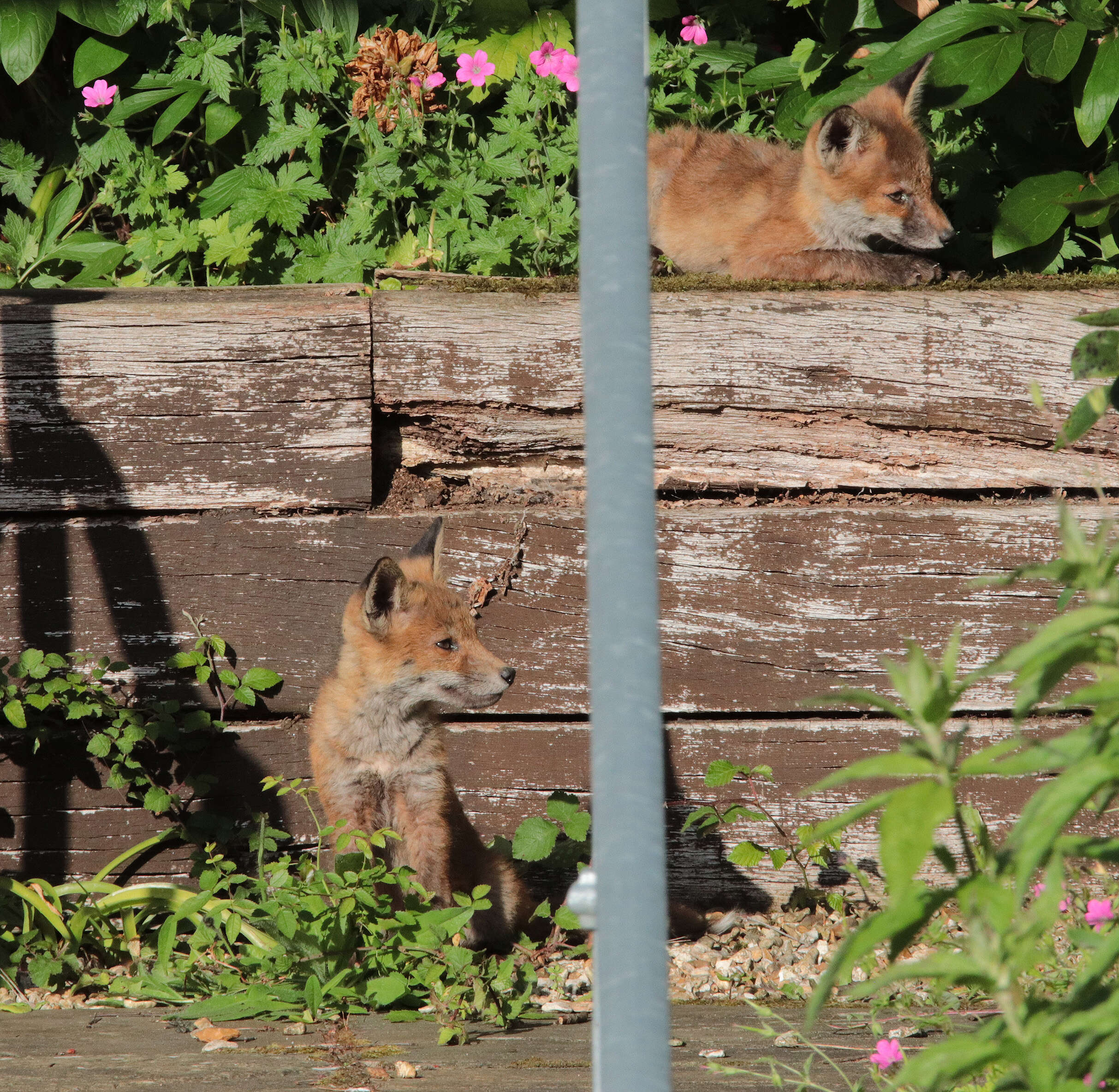 Image of Foxes