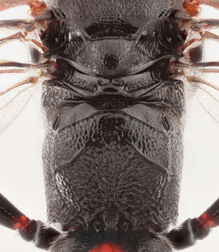 Trychosis tristator (Tschek 1871)的图像