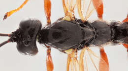 Image de Endromopoda arundinator (Fabricius 1804)