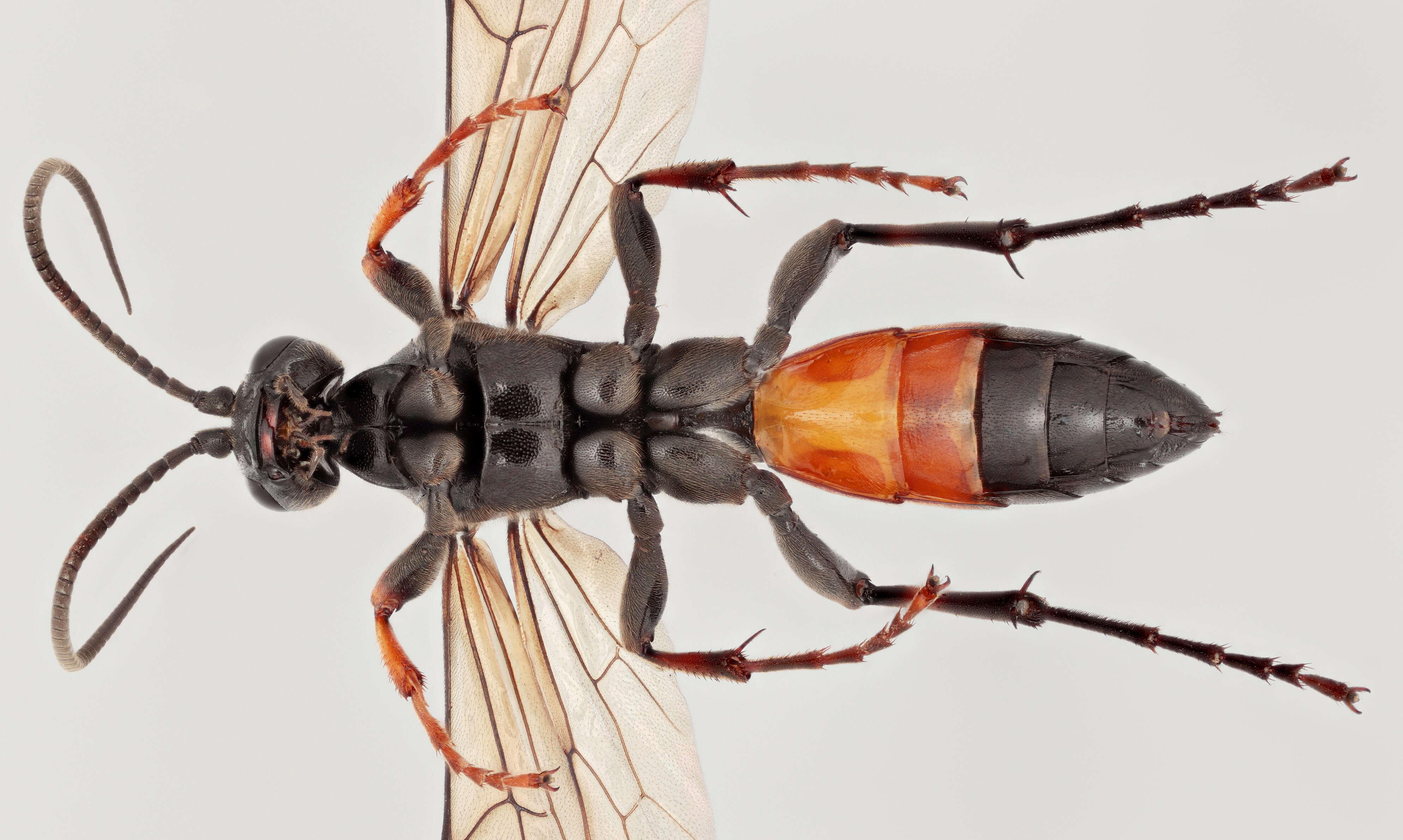 Image of Ctenichneumon divisorius (Gravenhorst 1820)