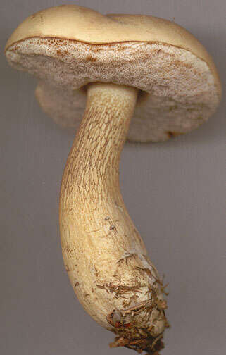 Imagem de Tylopilus felleus (Bull.) P. Karst. 1881