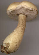 Image of Tylopilus felleus (Bull.) P. Karst. 1881