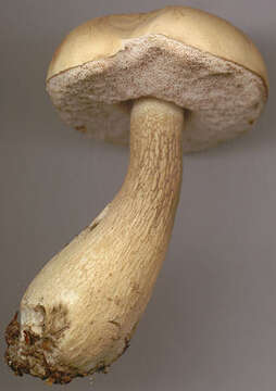 Imagem de Tylopilus felleus (Bull.) P. Karst. 1881