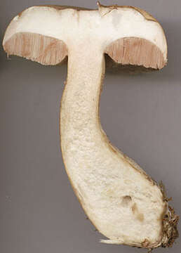 Imagem de Tylopilus felleus (Bull.) P. Karst. 1881