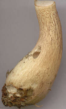 Imagem de Tylopilus felleus (Bull.) P. Karst. 1881