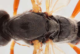 Image of Glypta