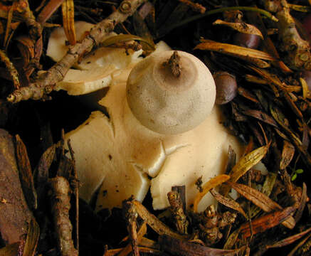 Image of Geastrum britannicum J. C. Zamora 2015