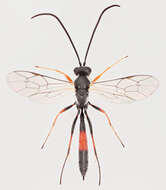 Image of Dusona disclusa (Forster 1868)