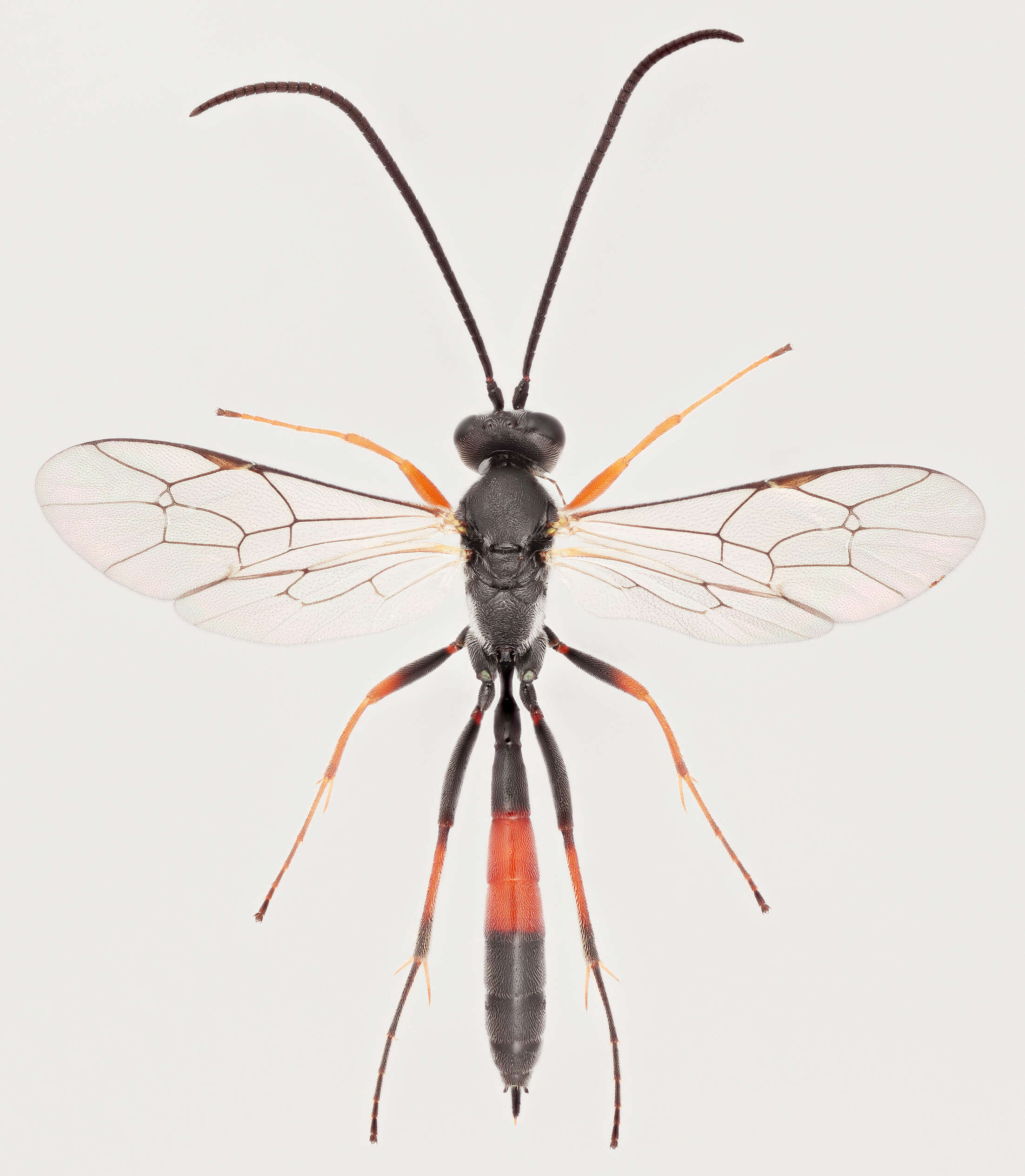 Image of Dusona disclusa (Forster 1868)