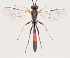 Image of Dusona disclusa (Forster 1868)