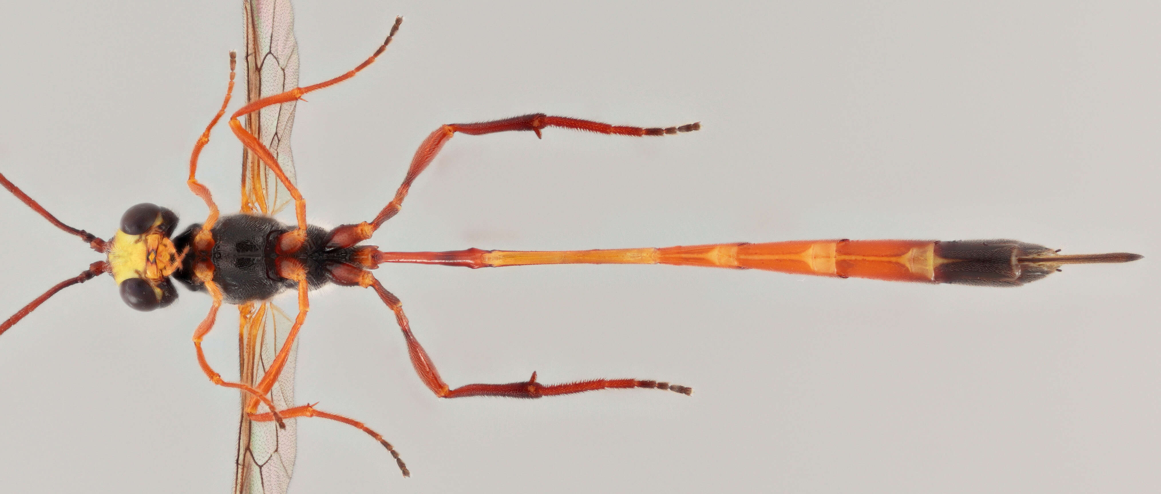 Image of Agrypon gracilipes (Curtis 1839)