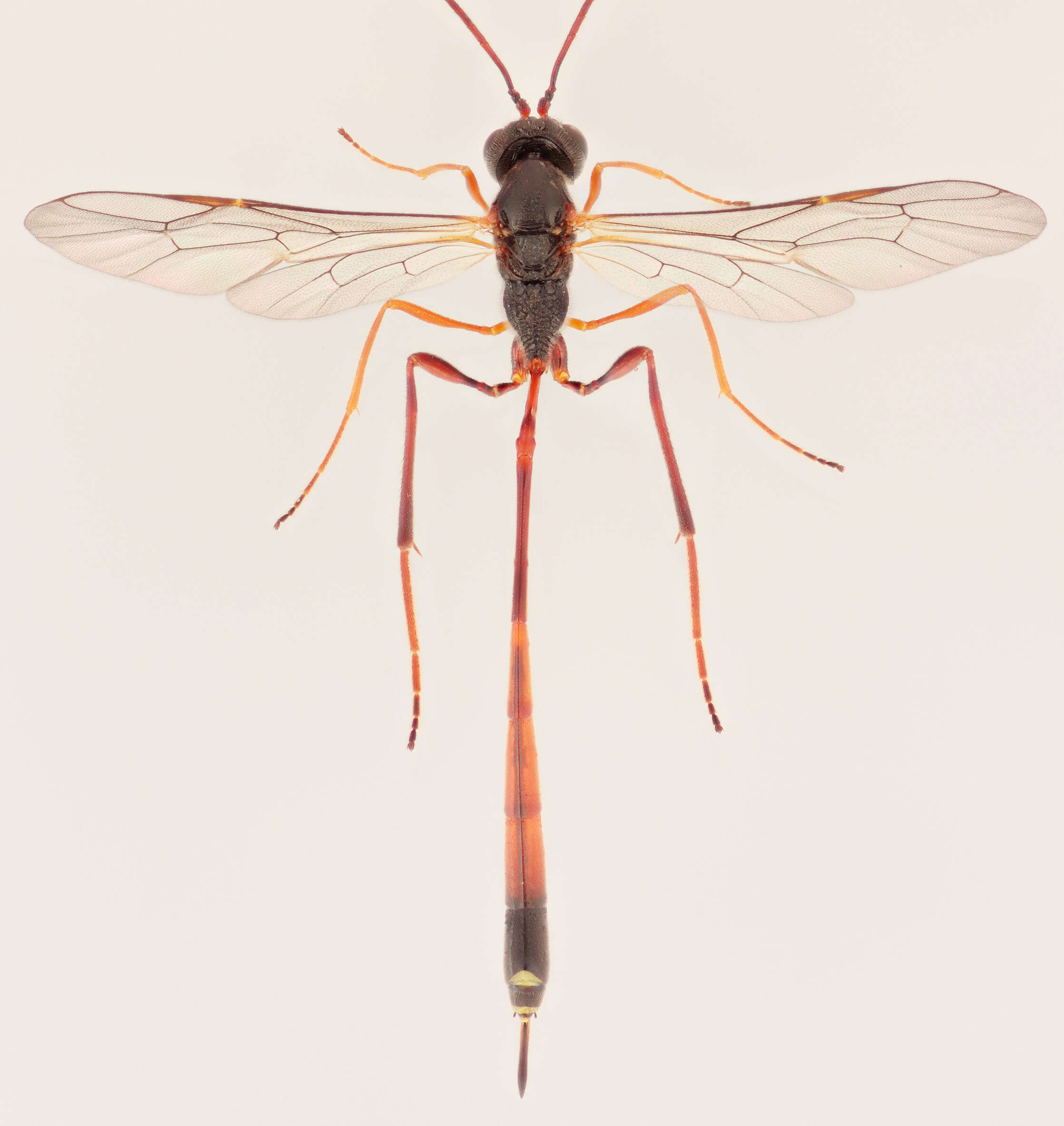 Image of Agrypon gracilipes (Curtis 1839)