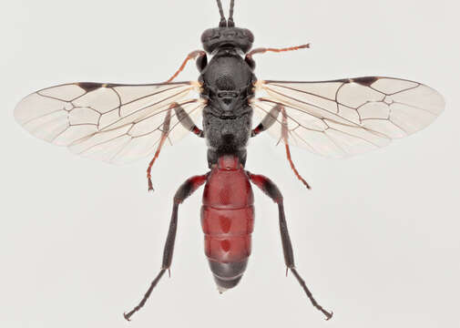 Image of Barichneumon heracliana (Bridgman 1884)