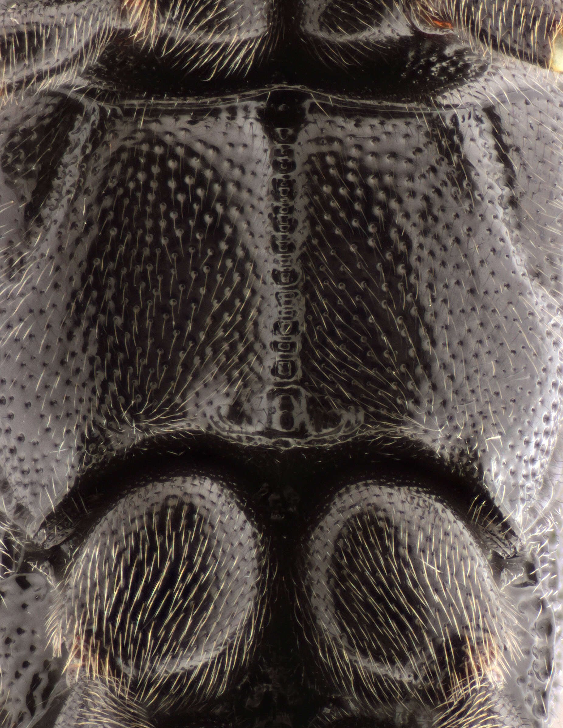 Image of Barichneumon heracliana (Bridgman 1884)