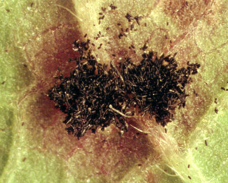 Image of Phragmidium violaceum (Schultz) G. Winter 1880