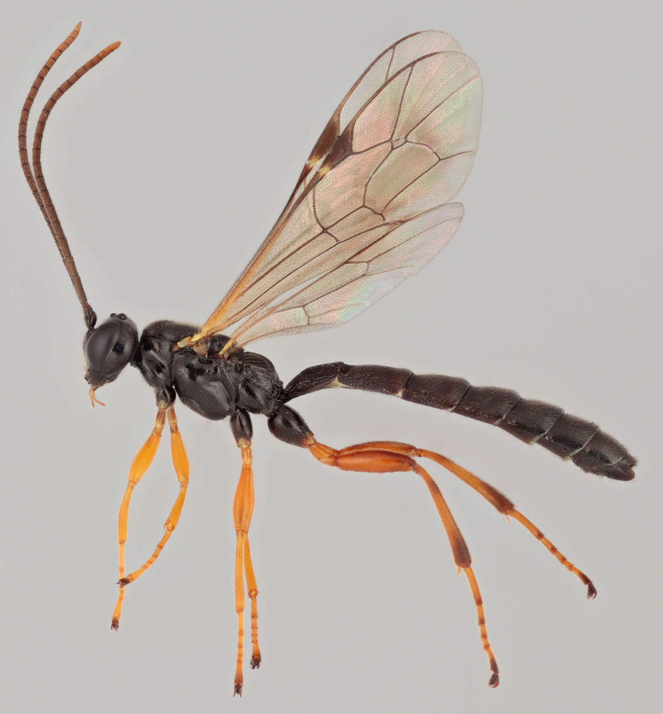 Image of Endromopoda arundinator (Fabricius 1804)