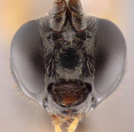 Image de Endromopoda arundinator (Fabricius 1804)