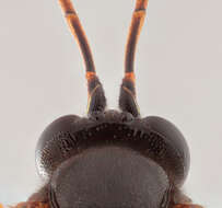 Image of Apechthis compunctor (Linnaeus 1758)