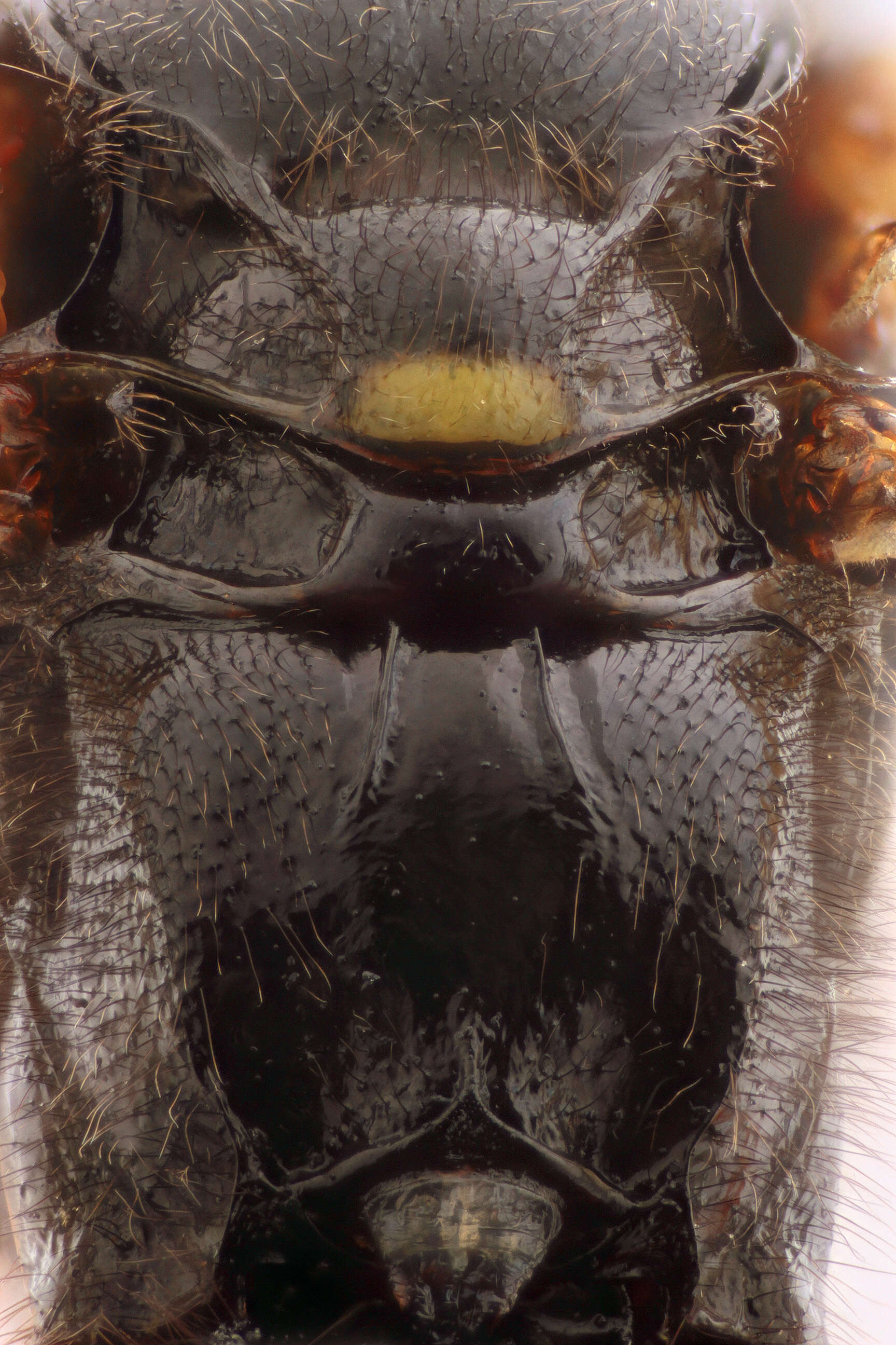 Image of Apechthis compunctor (Linnaeus 1758)