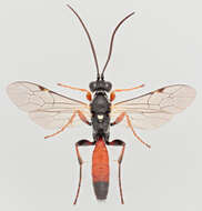 Image of Barichneumon chionomus (Wesmael 1845)