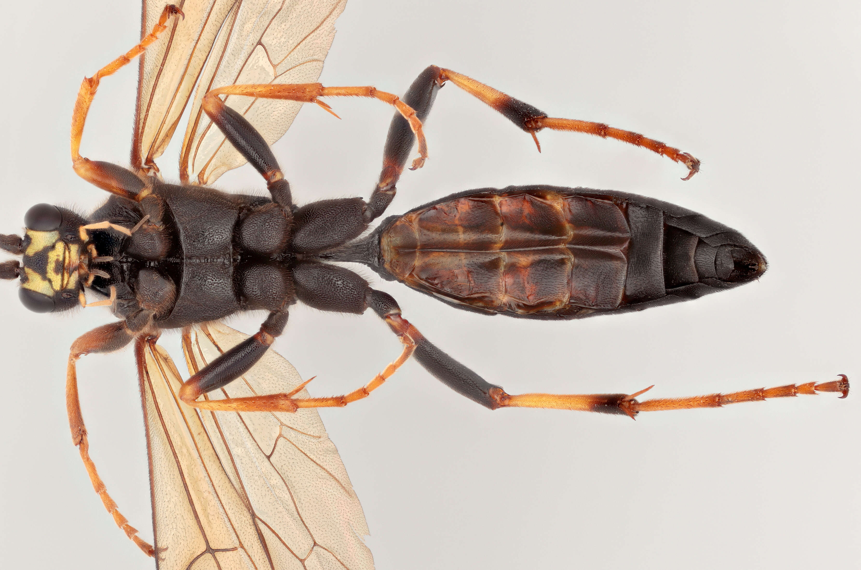 Image of Ichneumon didymus Gravenhorst 1829