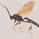 Image of Ichneumon didymus Gravenhorst 1829