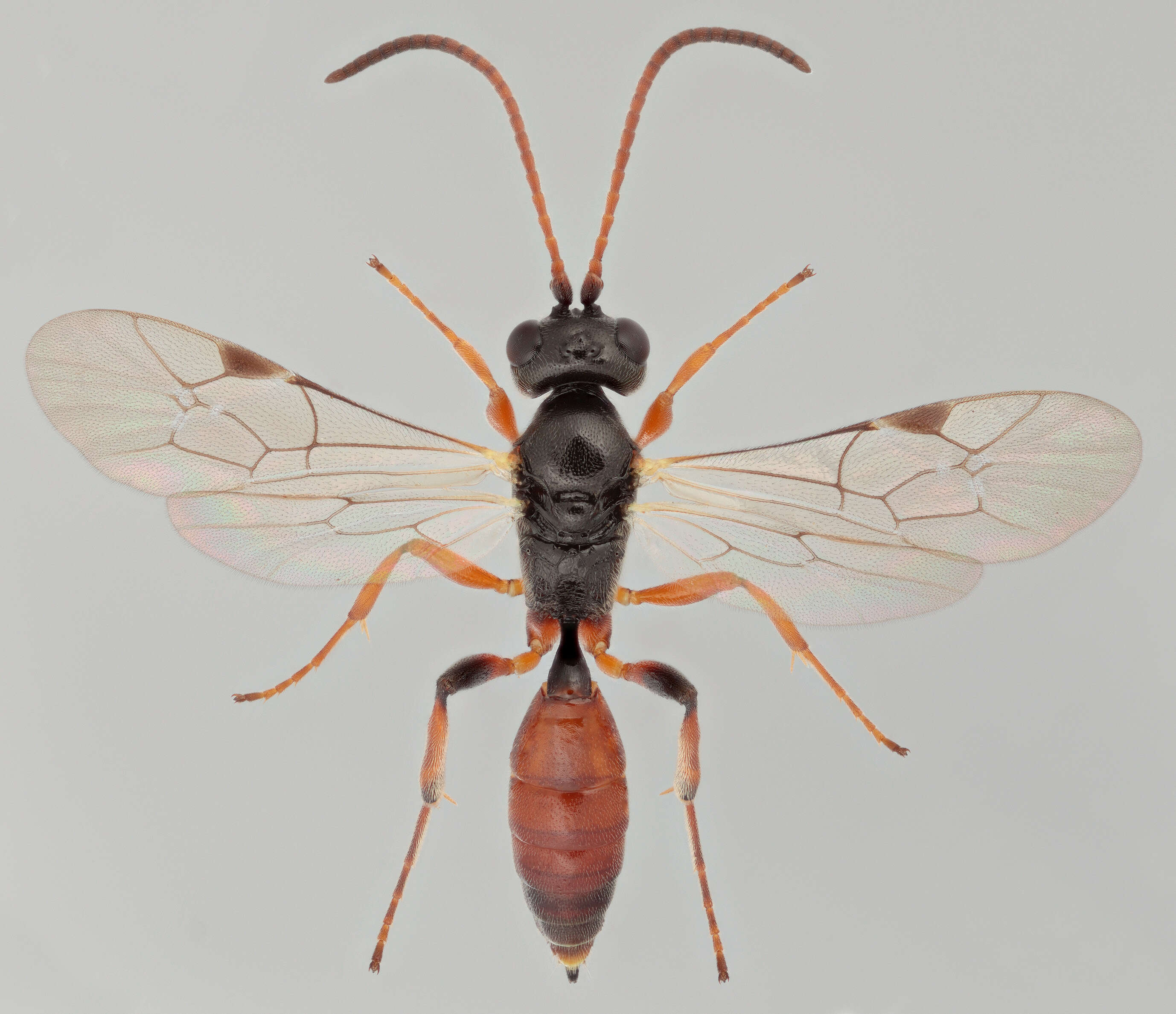 Image of Oiorhinus pallipalpis Wesmael 1845