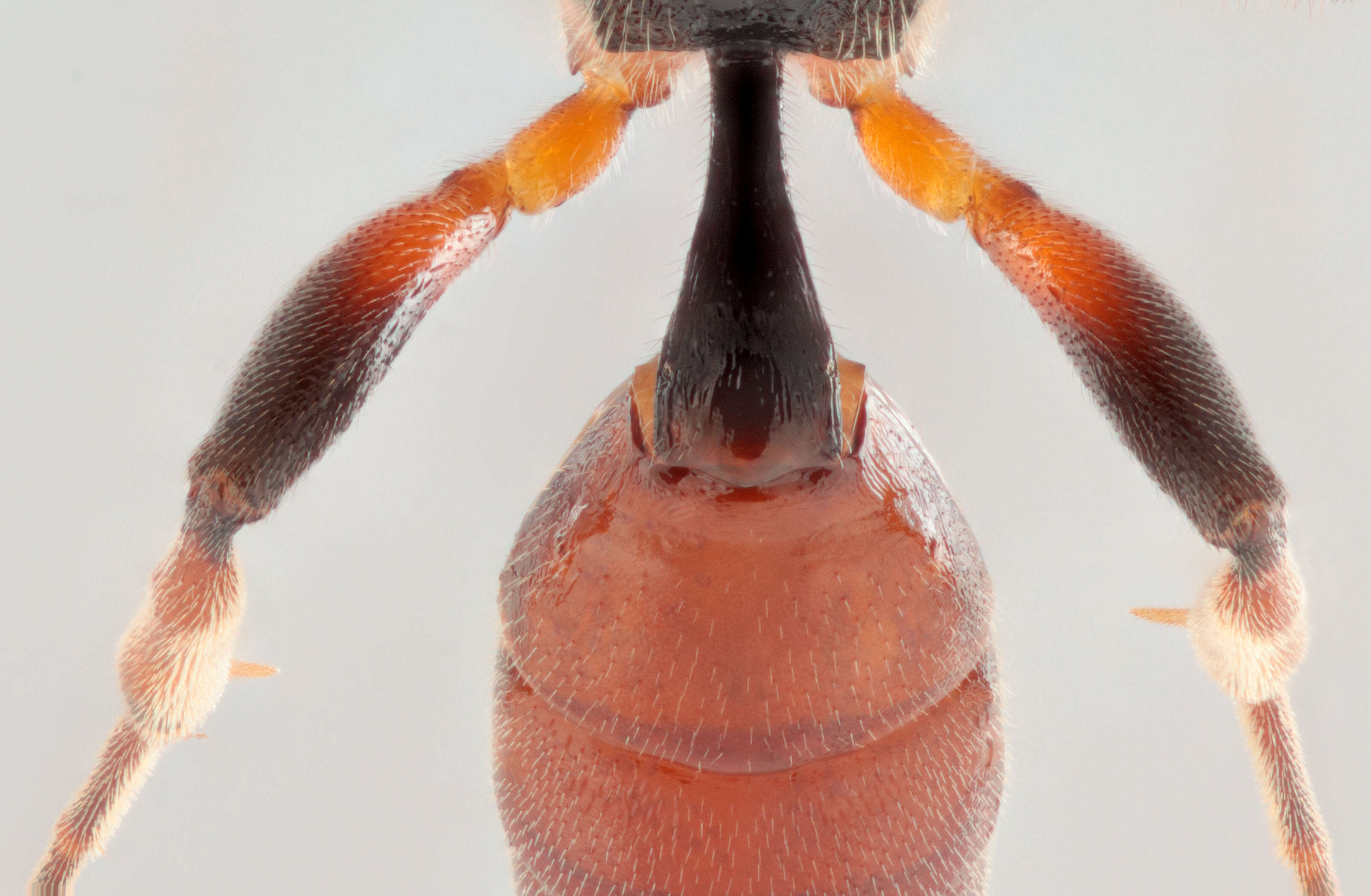 Imagem de Oiorhinus pallipalpis Wesmael 1845