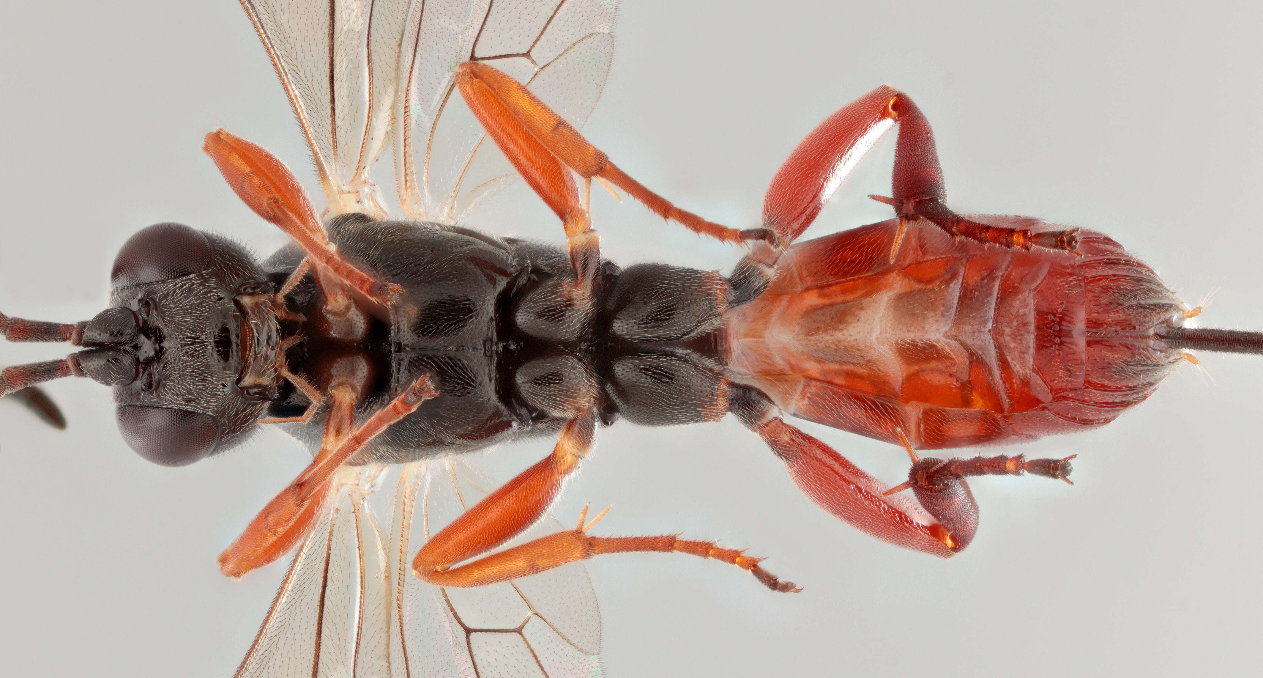 Image of Mastrus rufulus (Thomson 1884)