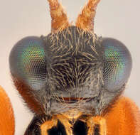 Image of Triclistus globulipes (Desvignes 1856)