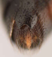 Image of Triclistus globulipes (Desvignes 1856)