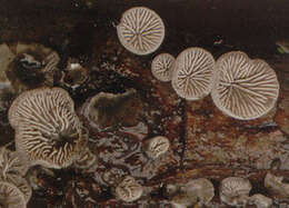 Imagem de Resupinatus applicatus (Batsch) Gray 1821