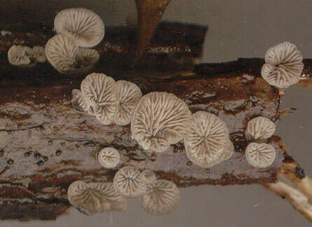 Imagem de Resupinatus applicatus (Batsch) Gray 1821