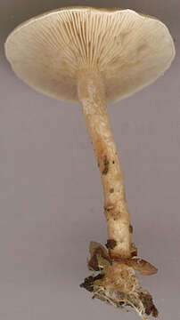 صورة Ripartites tricholoma (Alb. & Schwein.) P. Karst. 1879