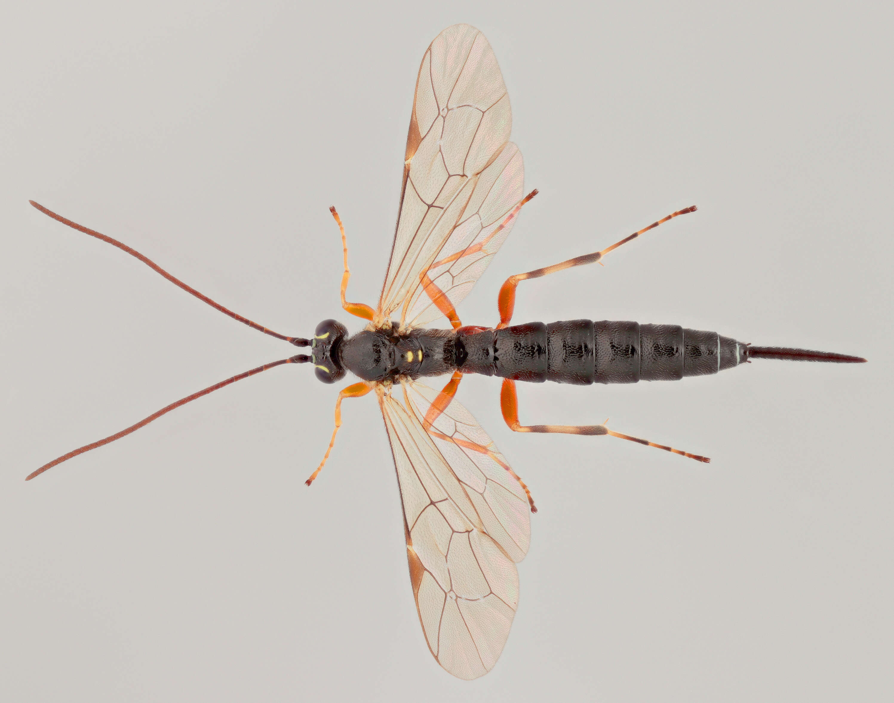 Image of Parasitoid wasp