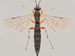 Image of Parasitoid wasp