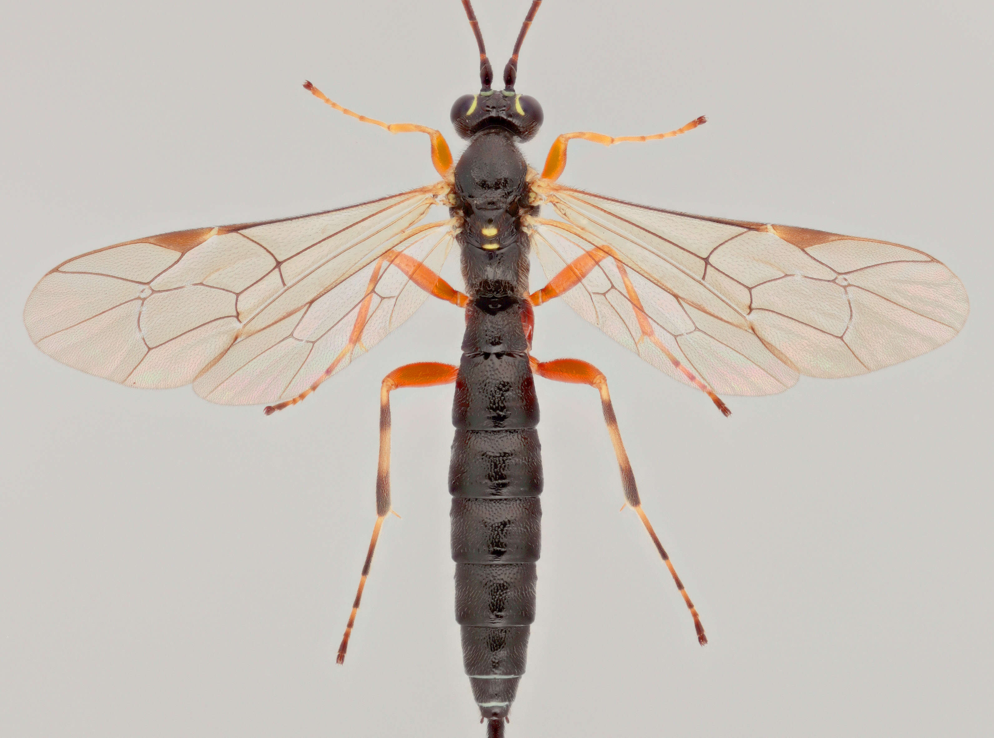 Image of Parasitoid wasp