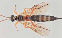 Image of Parasitoid wasp