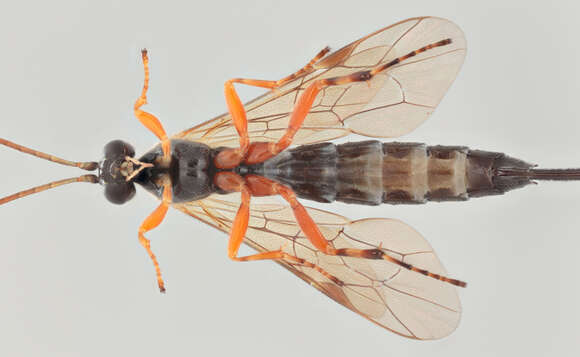 Image of Parasitoid wasp