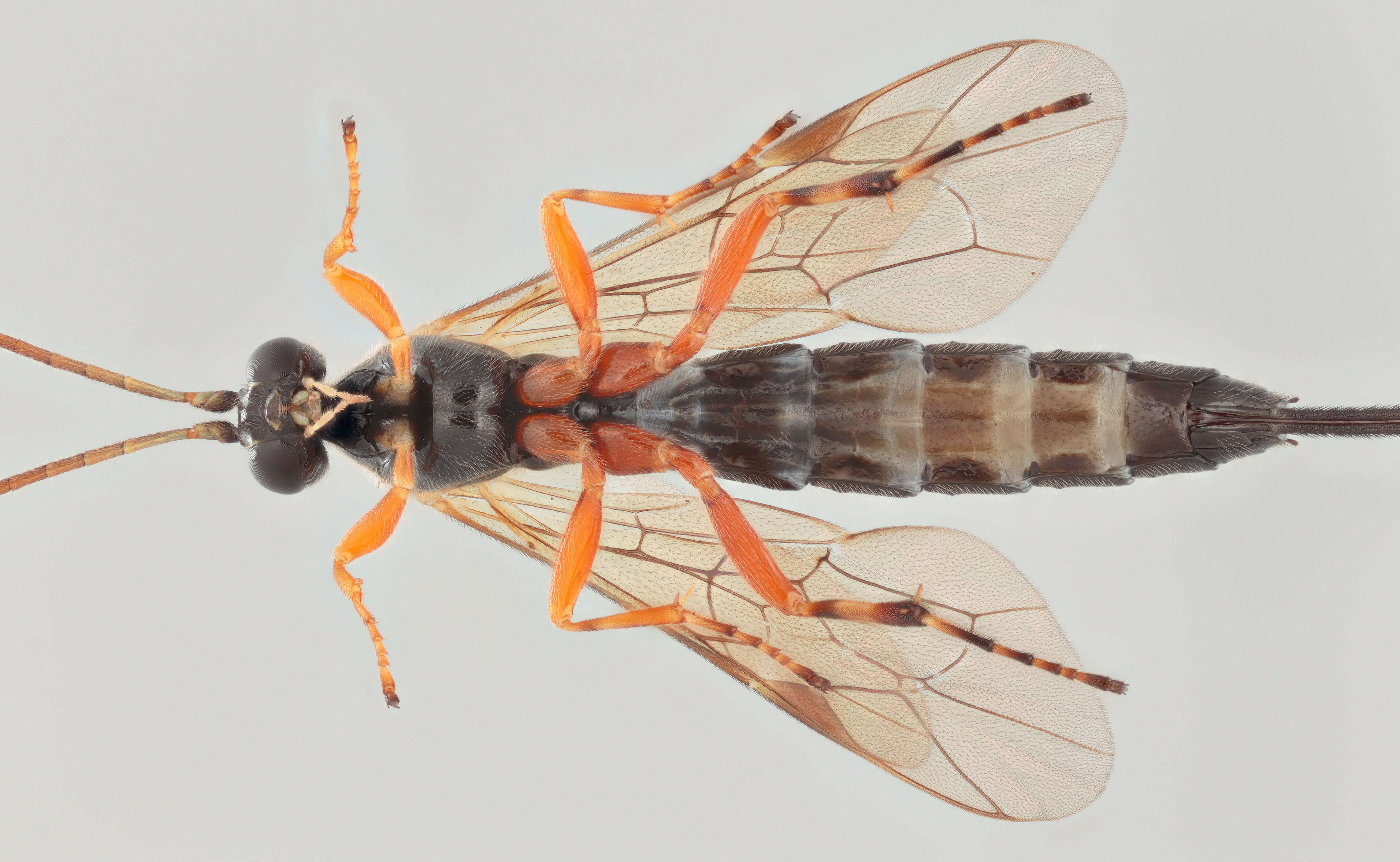 Image of Parasitoid wasp