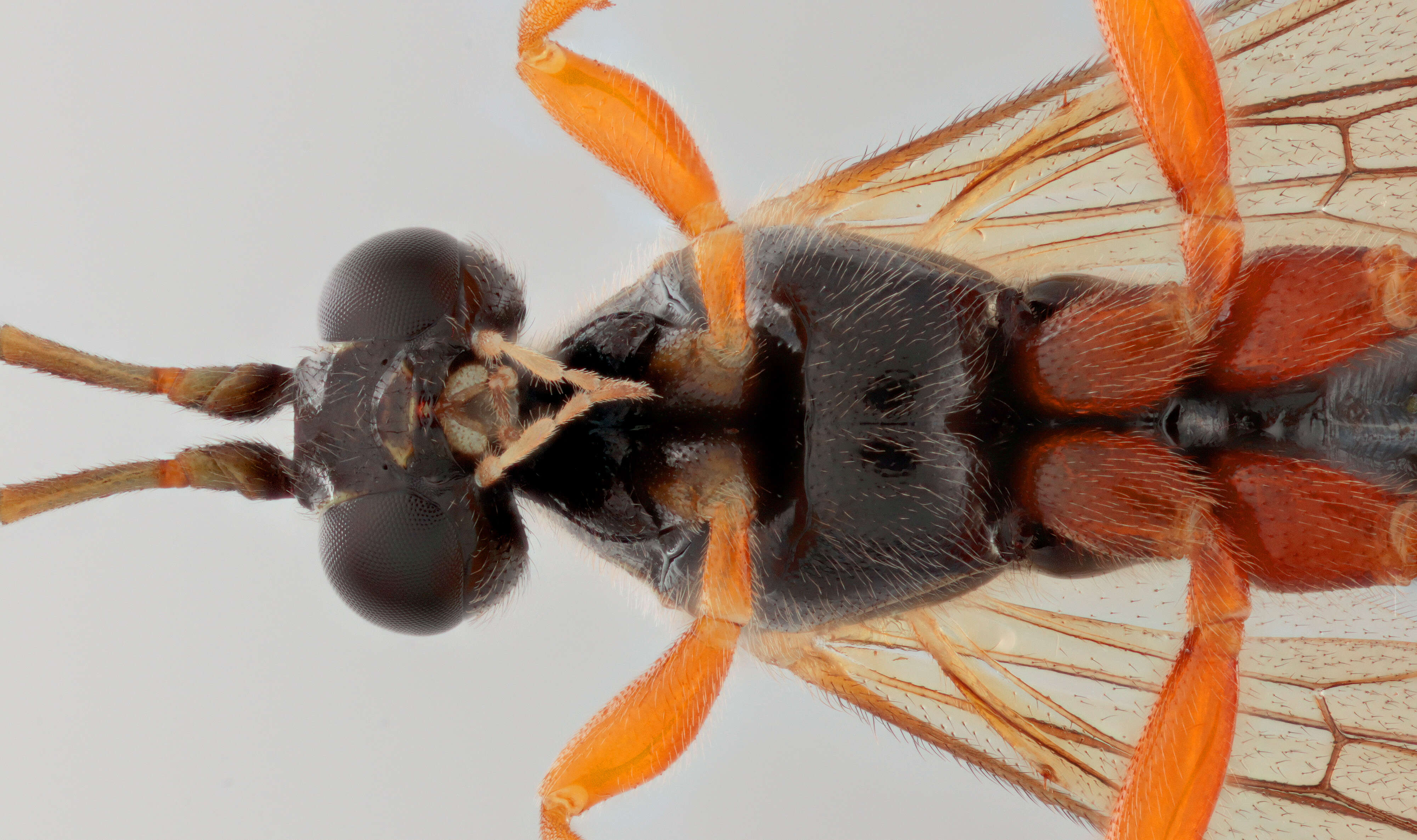 Image of Parasitoid wasp