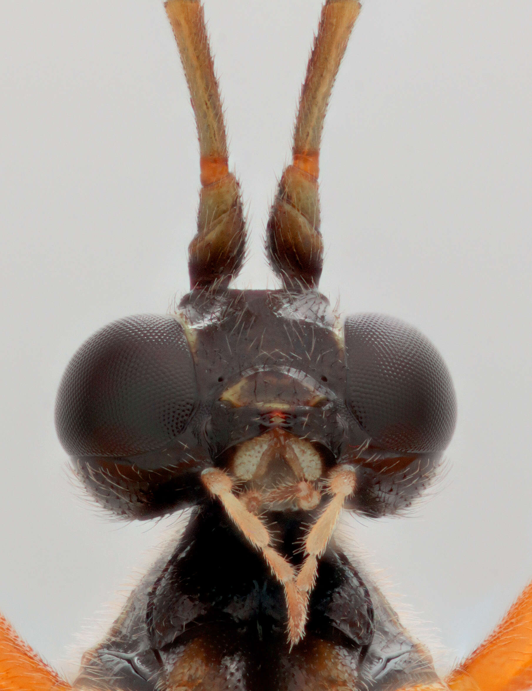 Image of Parasitoid wasp