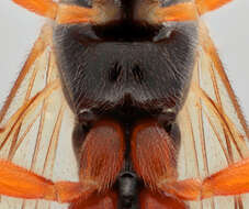 Image of Parasitoid wasp