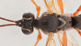 Image of Parasitoid wasp