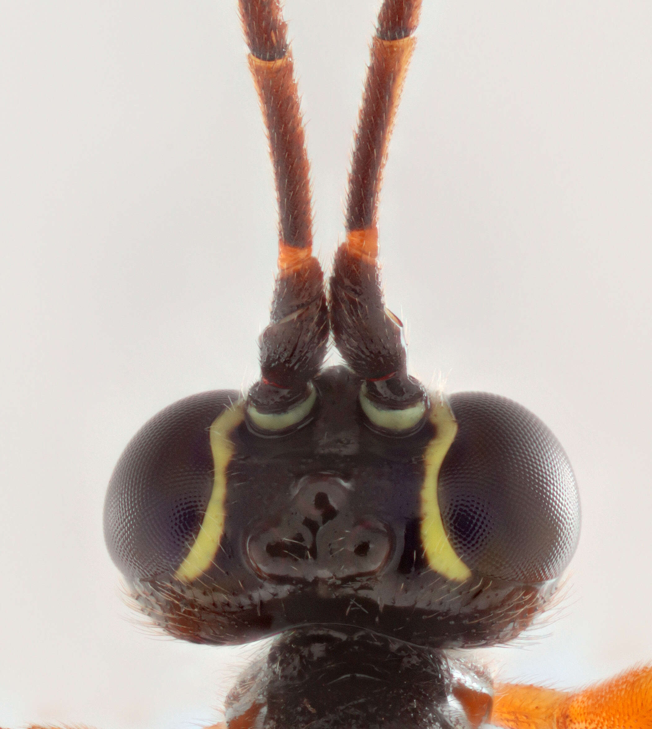 Image of Parasitoid wasp